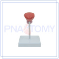 ПНТ-0569-1 Модель мочевого пузыря 